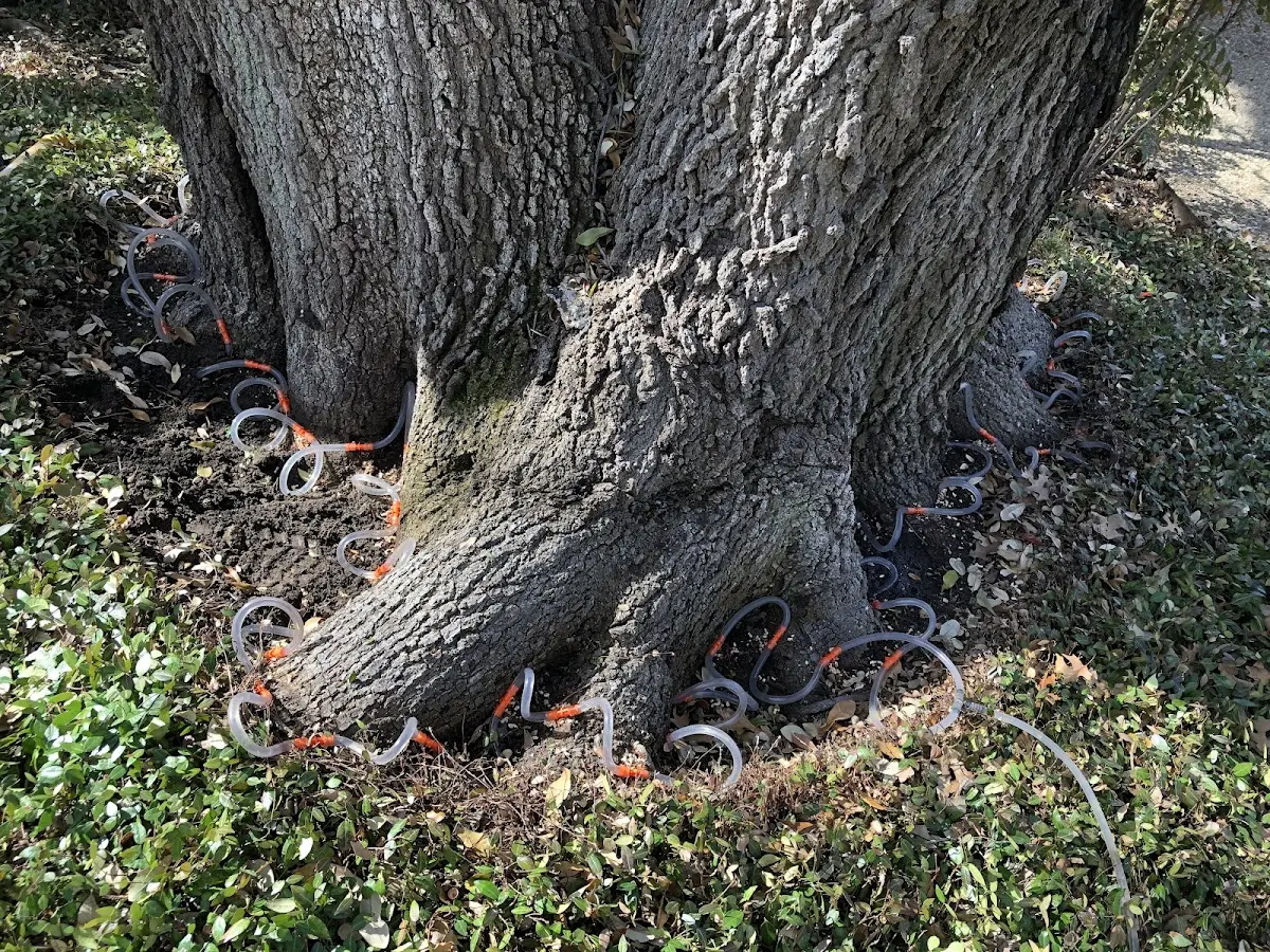 Detailed Tree Cabling and Bracing job site in Fishkill